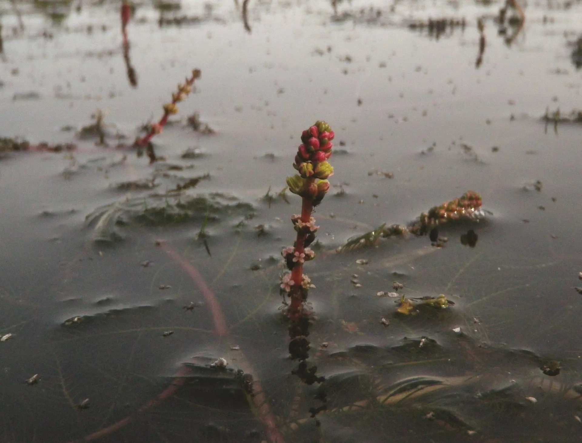 Myriophylle à épis Myriophylle à épis